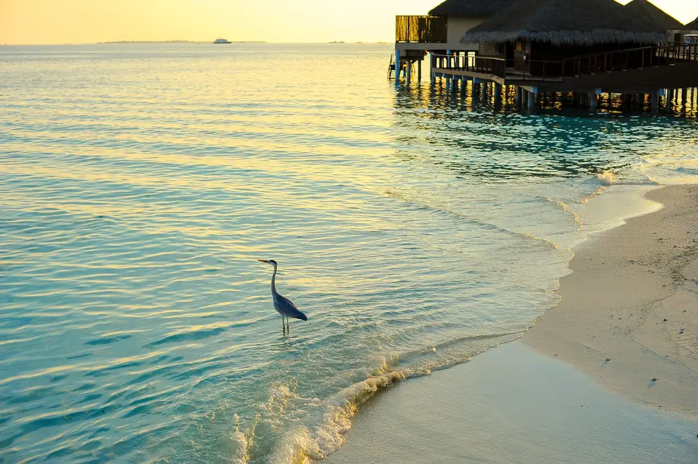 best luxury beachfront resorts in Australia per night
